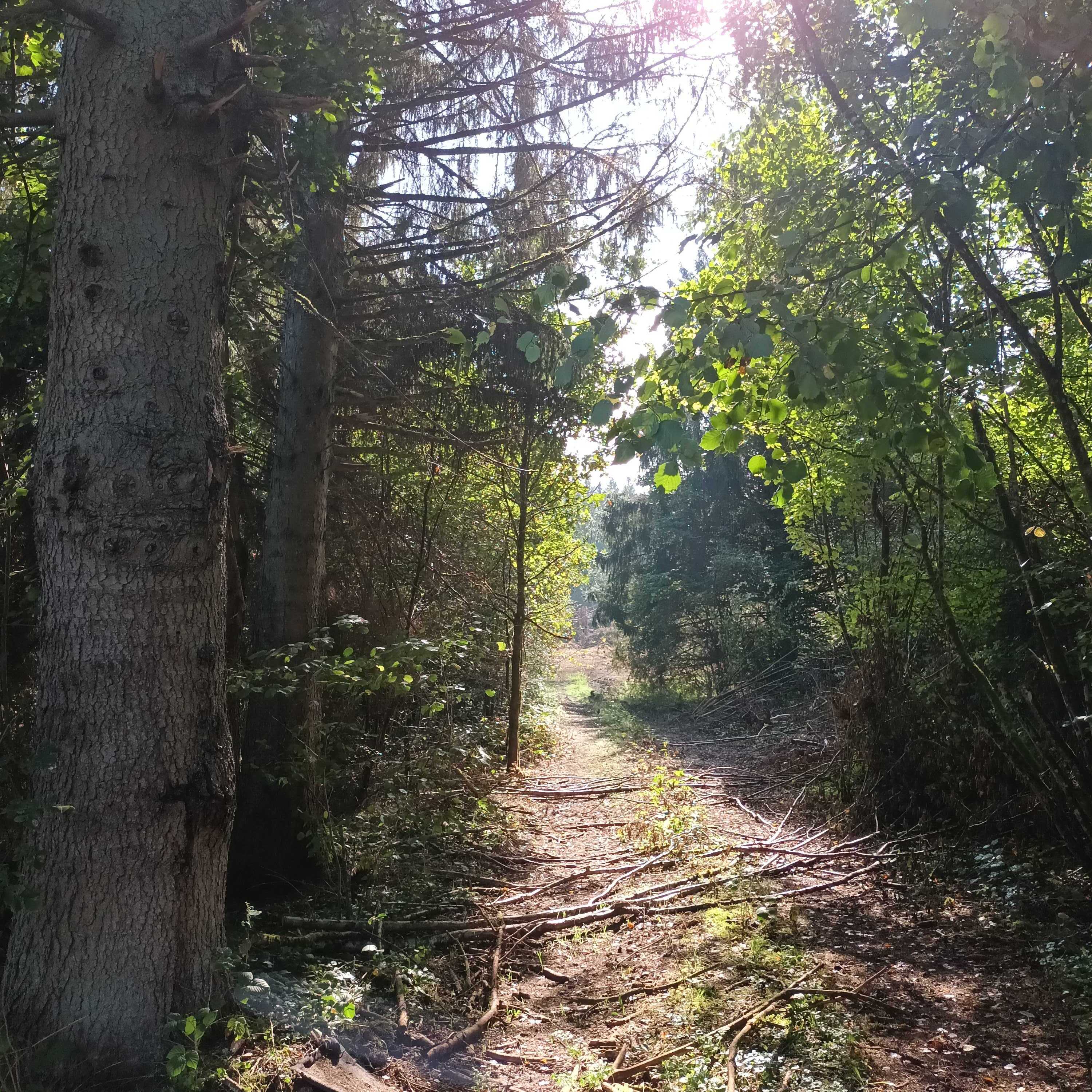 Pack Forêt de La Salle