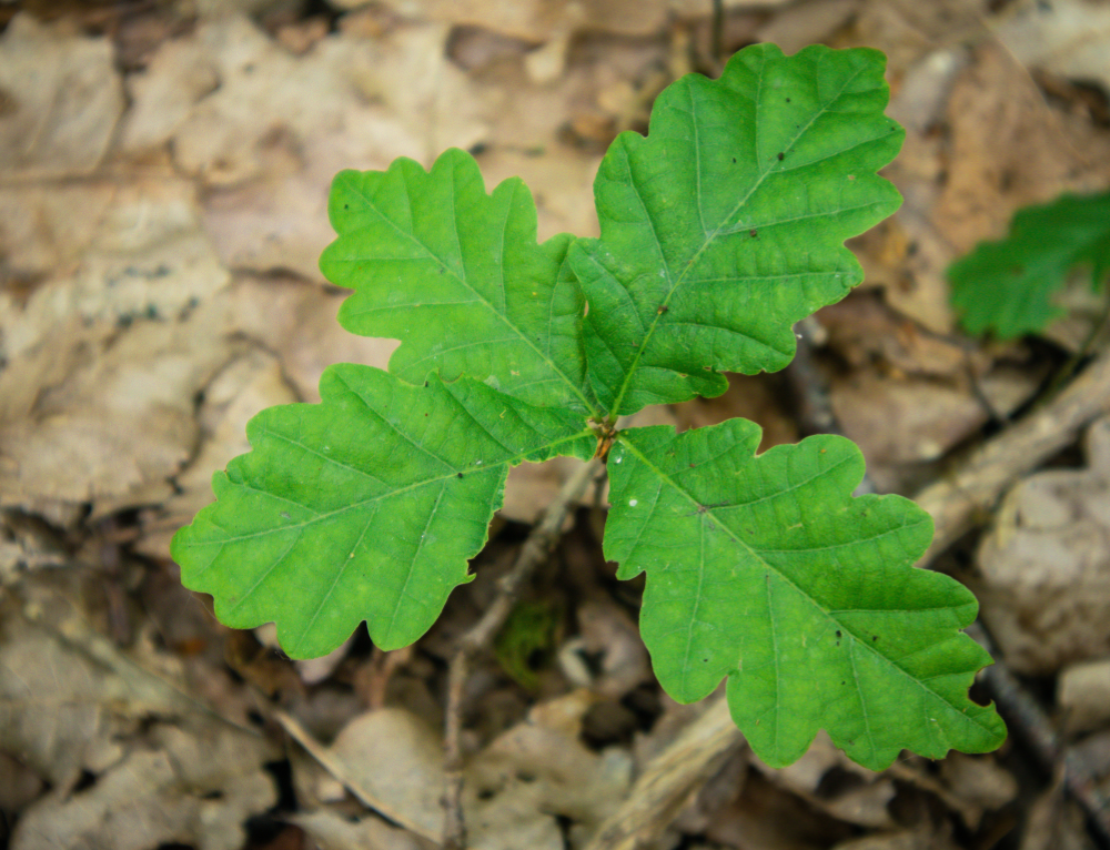 French Oak trees