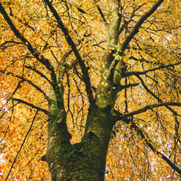 ecotree
