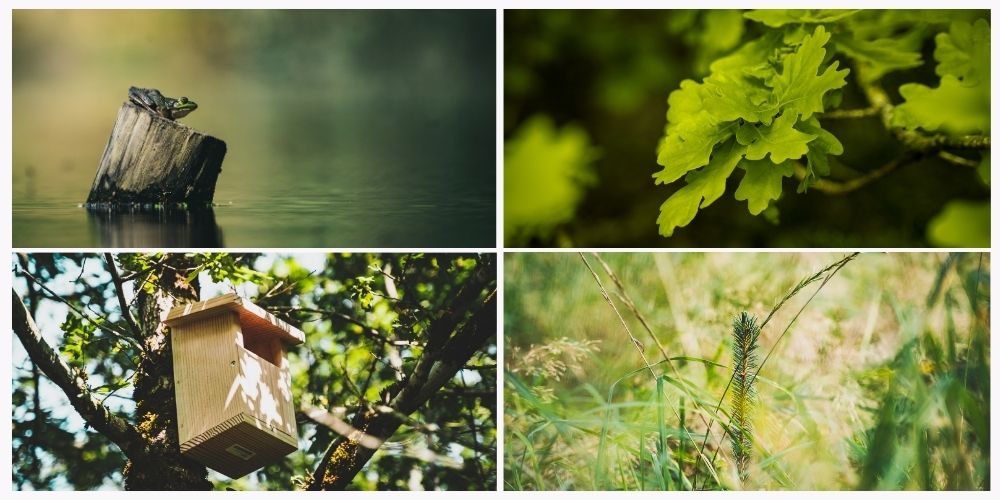 International Biodiversitetsdag-pakken