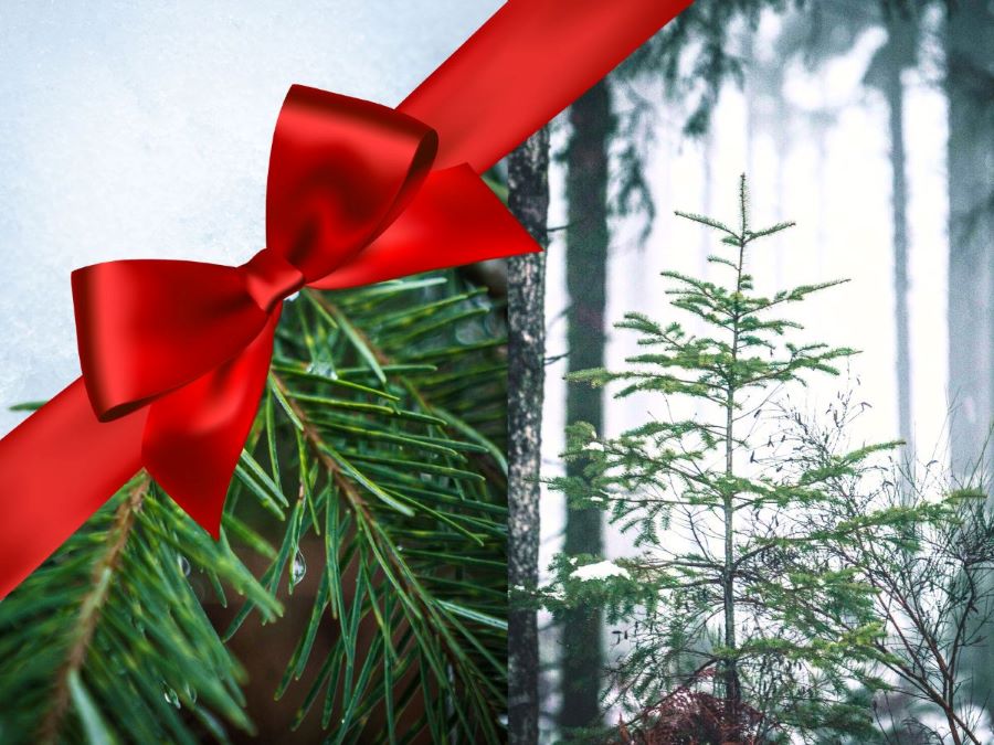 The Eco-Responsible Gift
