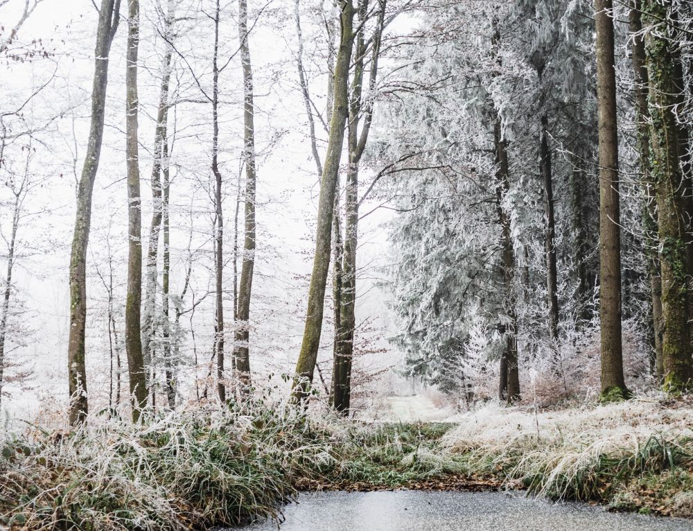 Het Grote Kerstcadeau