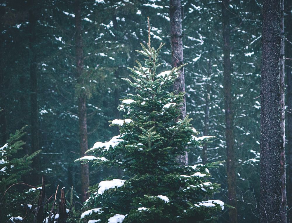 De Eik & Douglas-trio