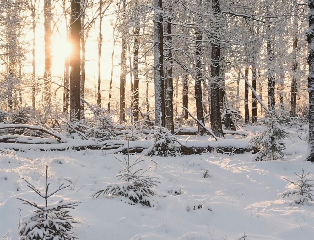 Coffret forêt en fête