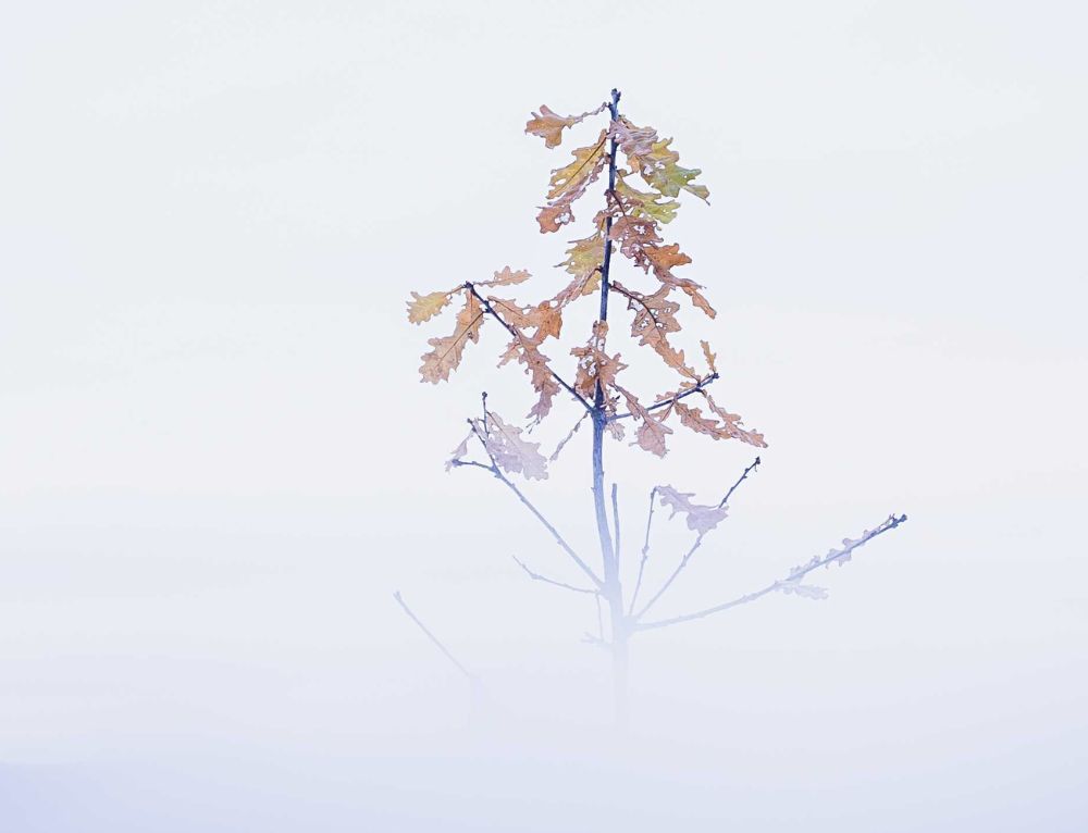 De nieuw aangeplante bosbundel