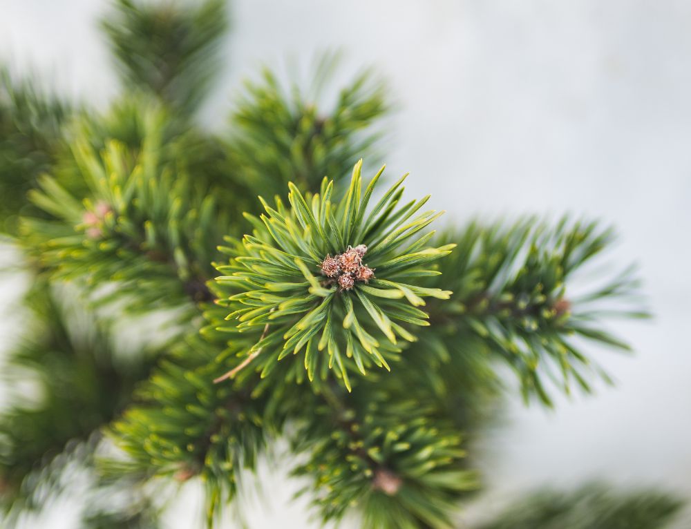 Klein kerstcadeautje 2025