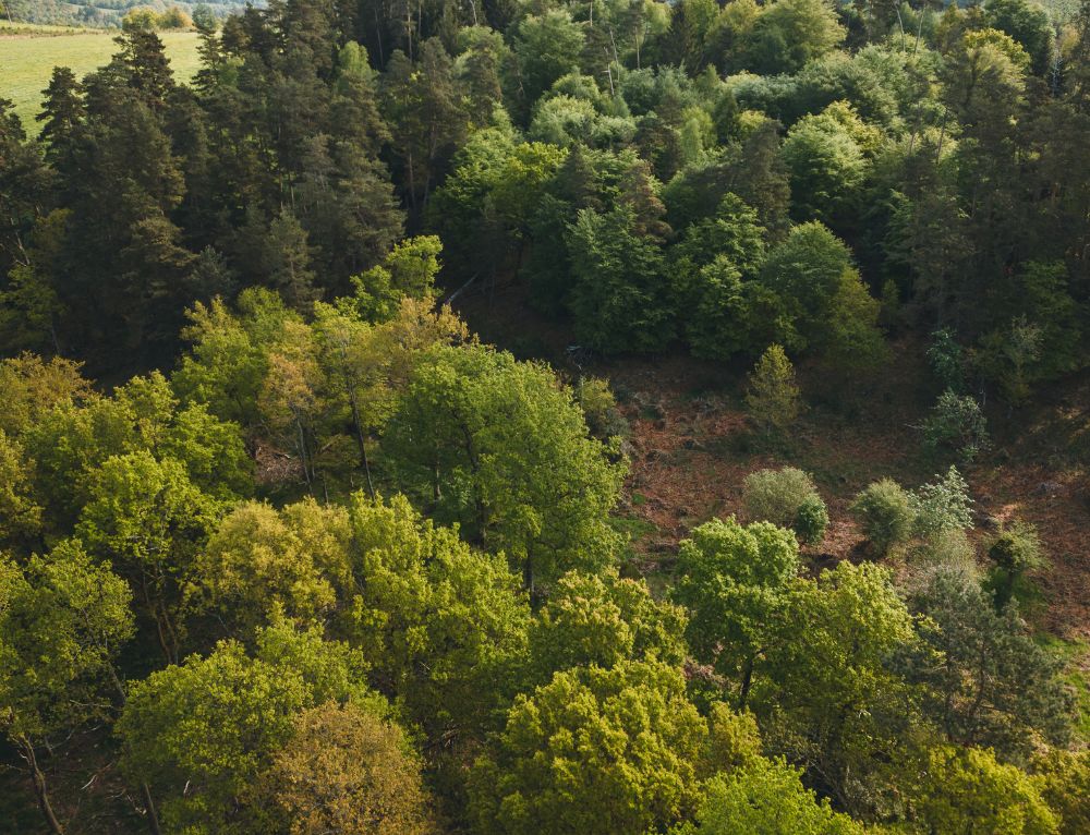 La petite forêt française