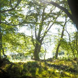 ecotree